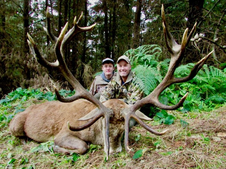 New Zealand red stag hunting trophy, 397 inches