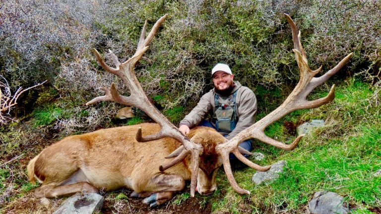 New Zealand red stag hunting trophy, 400 inches