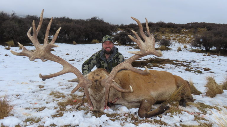 New Zealand red stag hunting trophy, 400 inches
