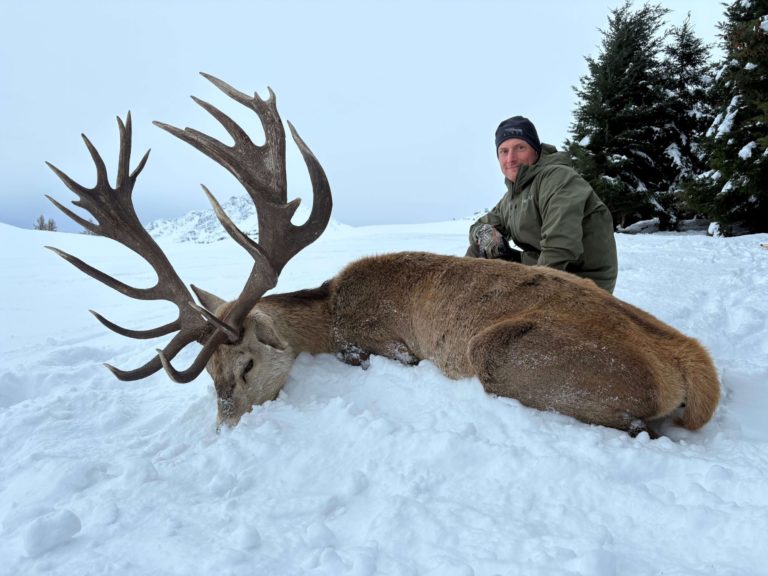 New Zealand red stag hunting trophy, 400 inches