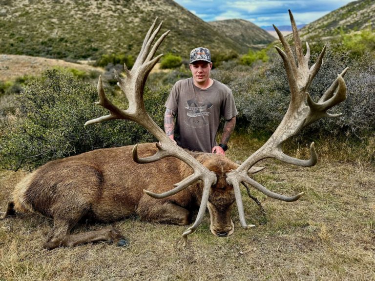 New Zealand red stag hunting trophy, 400 inches