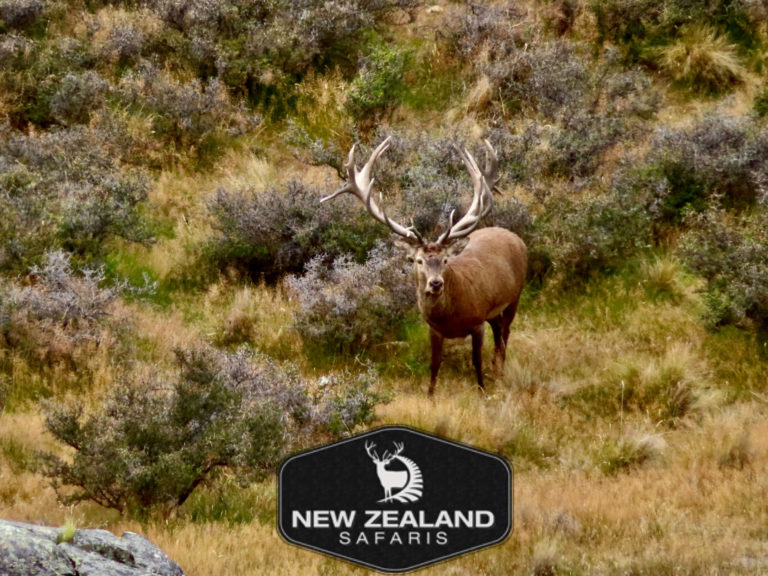 New Zealand red stag hunting trophy, 400 inches