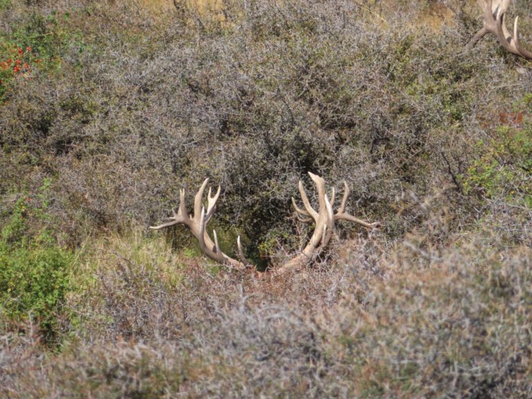 New Zealand red stag hunting trophy, 400 inches