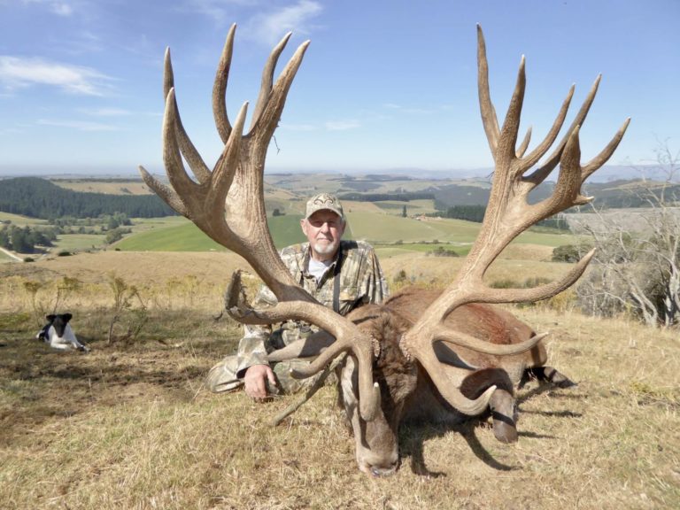 New Zealand red stag hunting trophy, 401 inches
