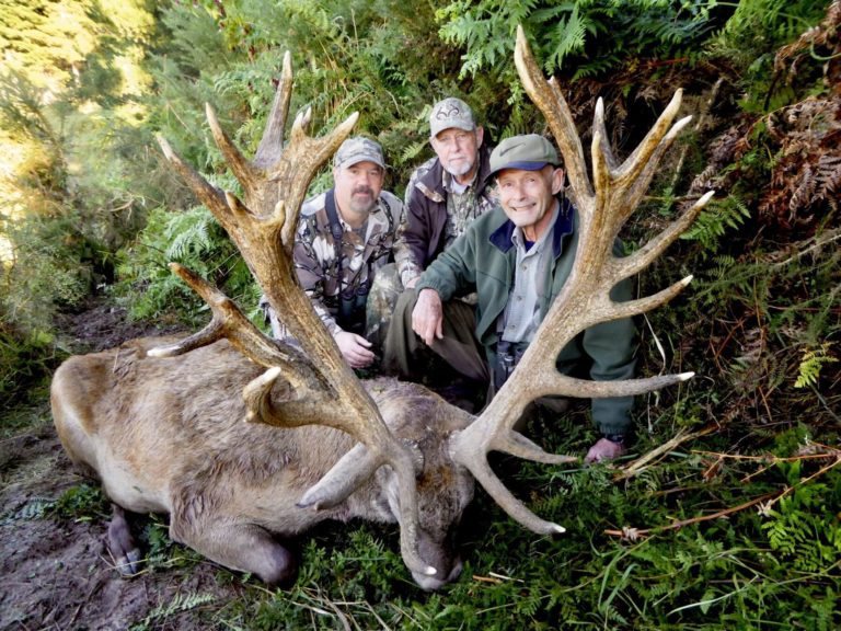 New Zealand red stag hunting trophy, 403 inches