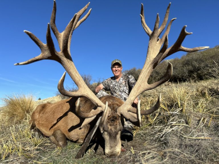 New Zealand red stag hunting trophy, 405 inches