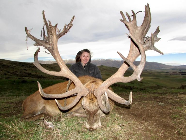 New Zealand red stag hunting trophy, 408 inches
