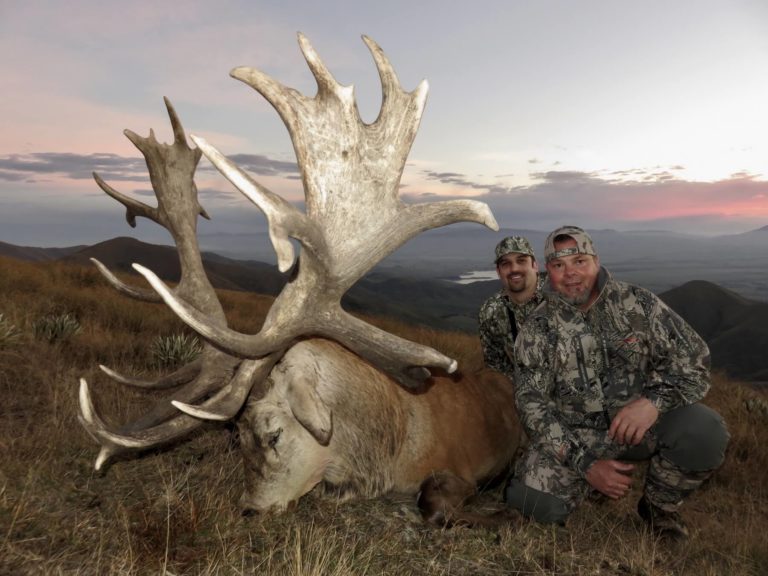 New Zealand drop tine red stag, 408 inches