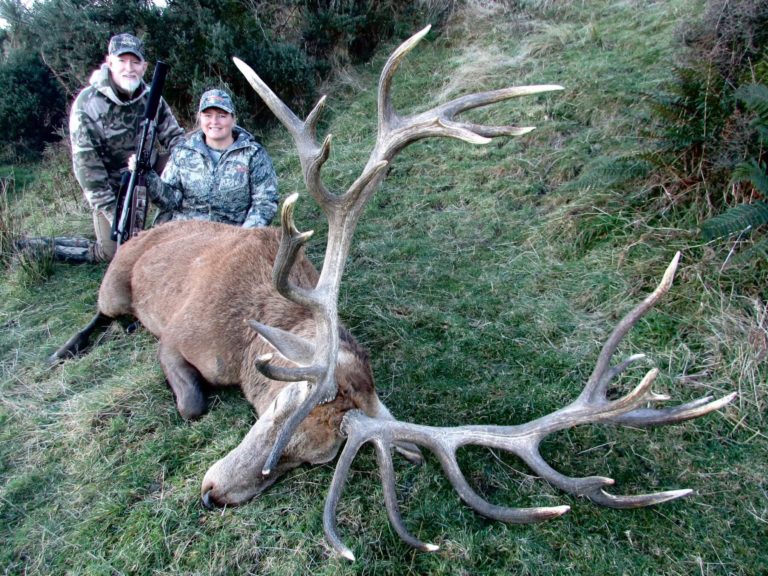 New Zealand red stag hunting trophy, 409 inches