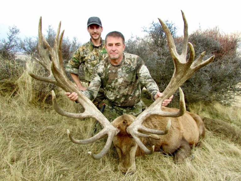 New Zealand red stag hunting trophy, 410 inches