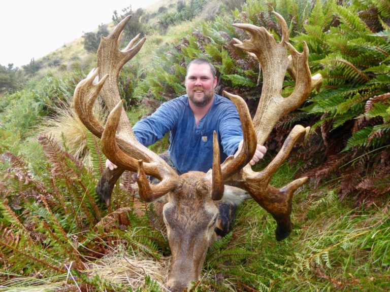New Zealand red stag hunting trophy, 417 inches