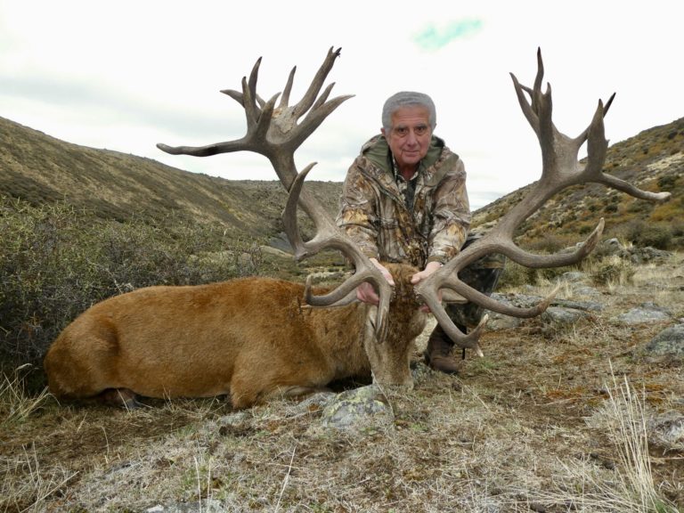 New Zealand red stag hunting trophy, 420 inches