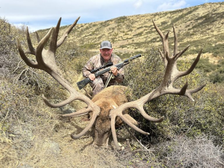 New Zealand red stag hunting trophy, 420 inches
