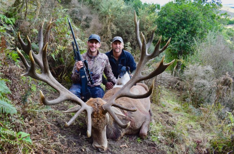 New Zealand red stag hunting trophy, 421 inches
