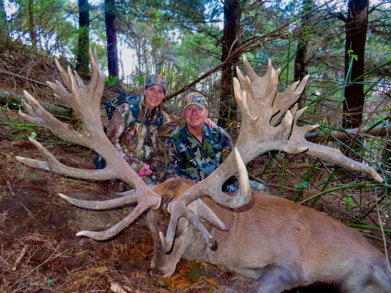 New Zealand red stag hunting trophy, 429 inches