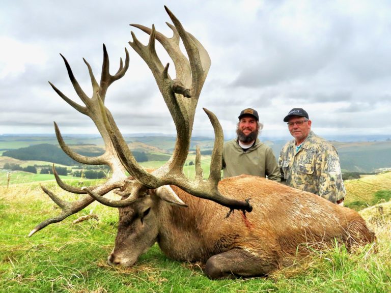 New Zealand red stag hunting trophy, 429 inches