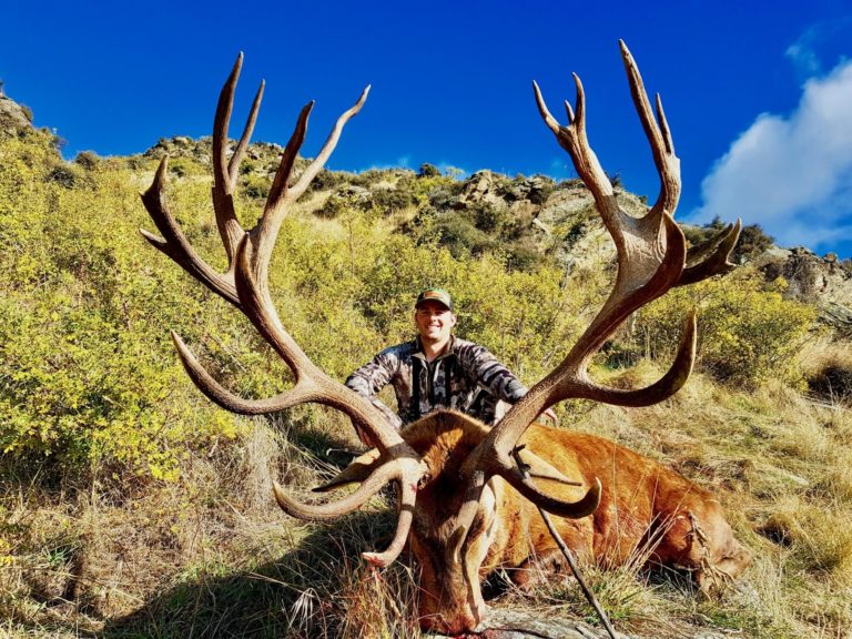 New Zealand red stag hunting trophy, 433 inches