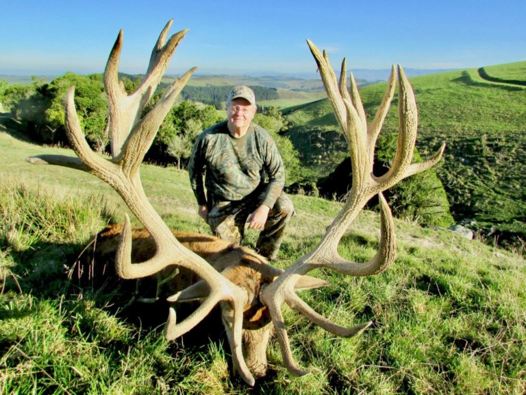 New Zealand red stag hunting trophy, 435 inches