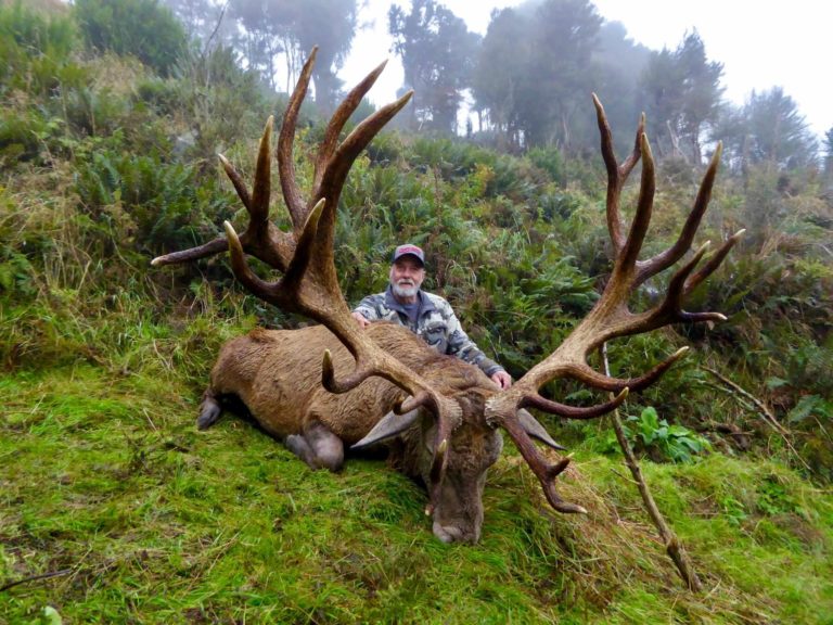 New Zealand red stag hunting trophy, 440 inches