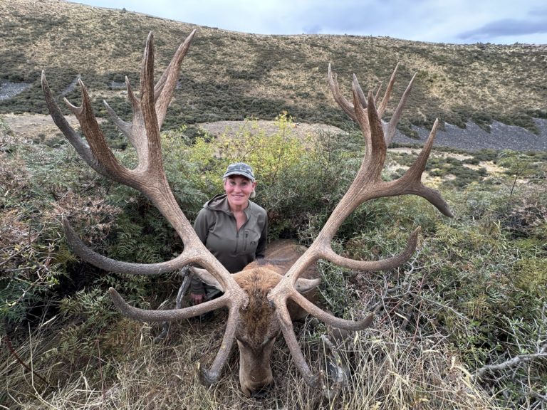 New Zealand red stag hunting trophy, 442 inches