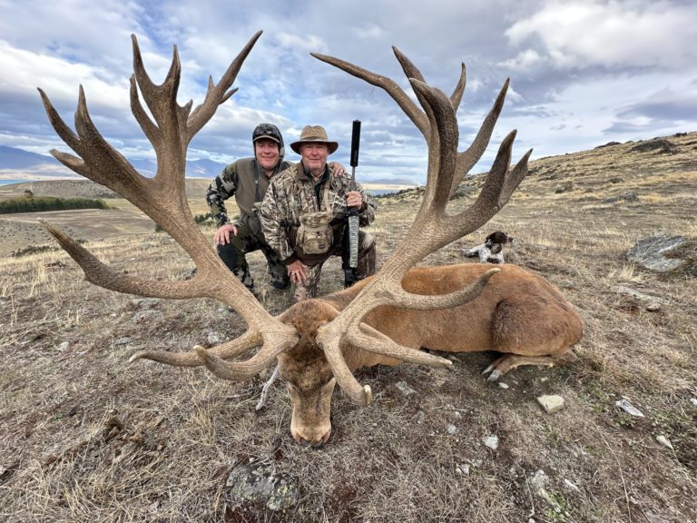 New Zealand red stag hunting trophy, 445 inches