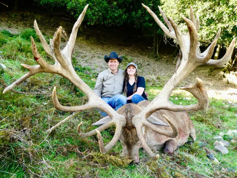 New Zealand red stag hunting trophy, 447 inches