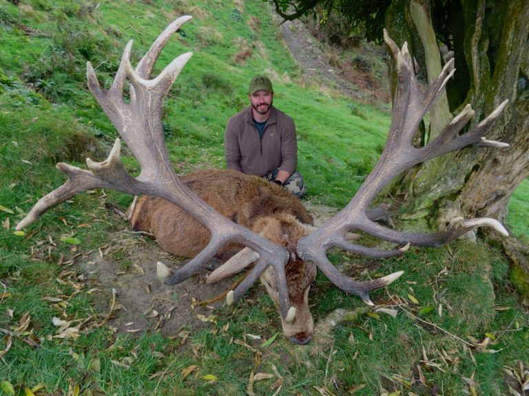 New Zealand red stag hunting trophy, 448 inches