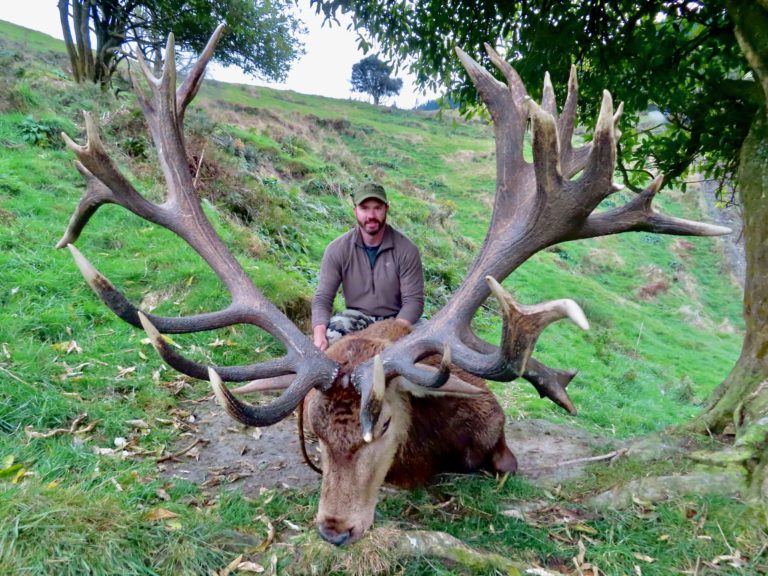 New Zealand red stag hunting trophy, 449 inches