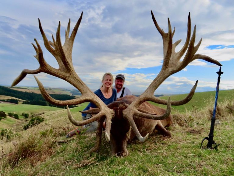 New Zealand red stag hunting trophy, 450 inches