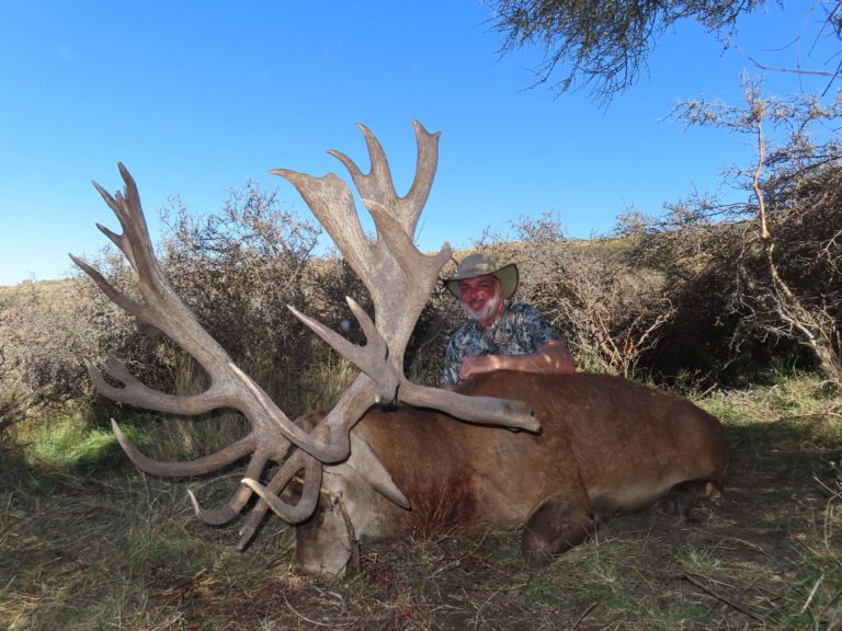 New Zealand red stag hunting trophy, 450 inches