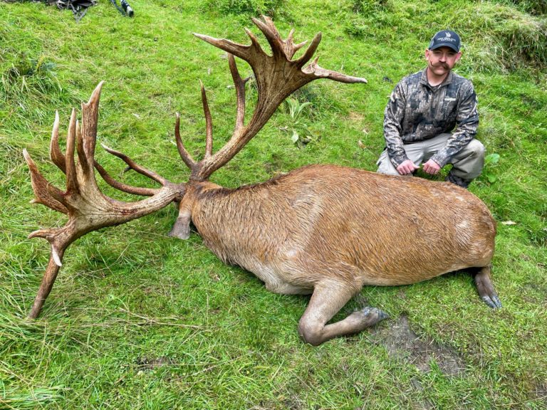 New Zealand red stag hunting trophy, 450 inches