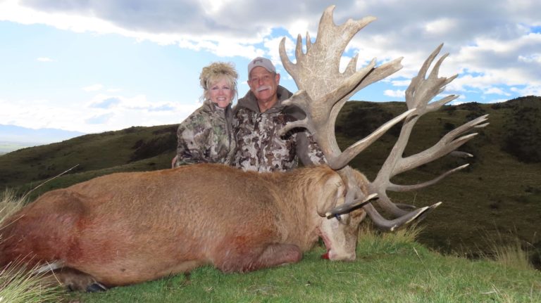 New Zealand red stag hunting trophy, 450 inches