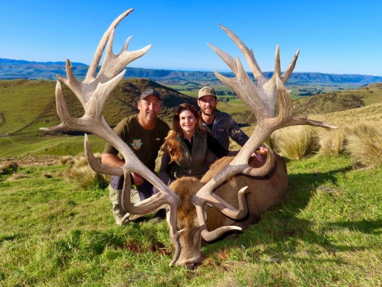 New Zealand red stag hunting trophy, 450 inches