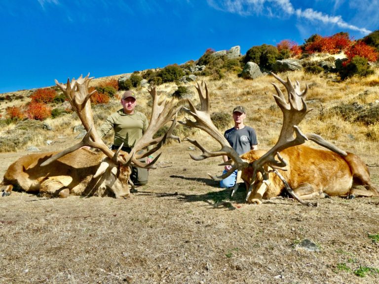 New Zealand red stag hunting trophy, 450 inches