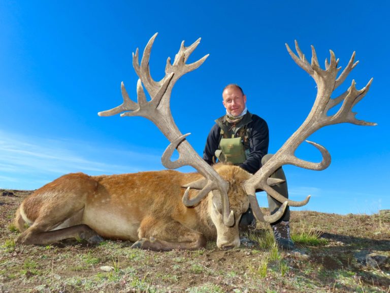 New Zealand red stag hunting trophy, 450 inches