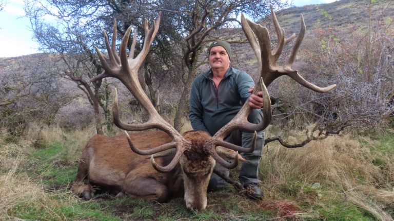 New Zealand red stag hunting trophy, 450 inches