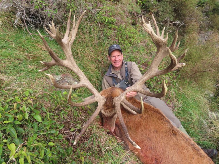New Zealand red stag hunting trophy, 450 inches