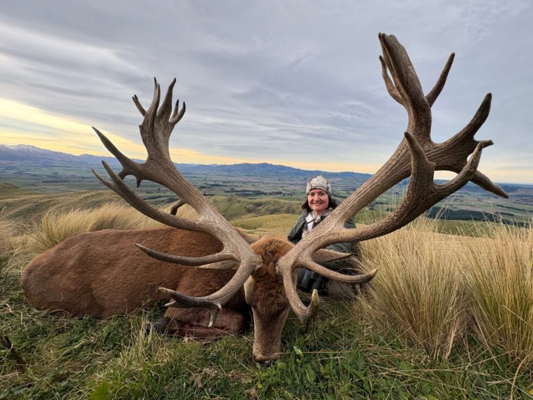 New Zealand red stag hunting trophy, 450 inches