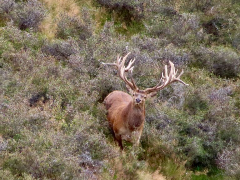 New Zealand red stag hunting trophy, 450 inches