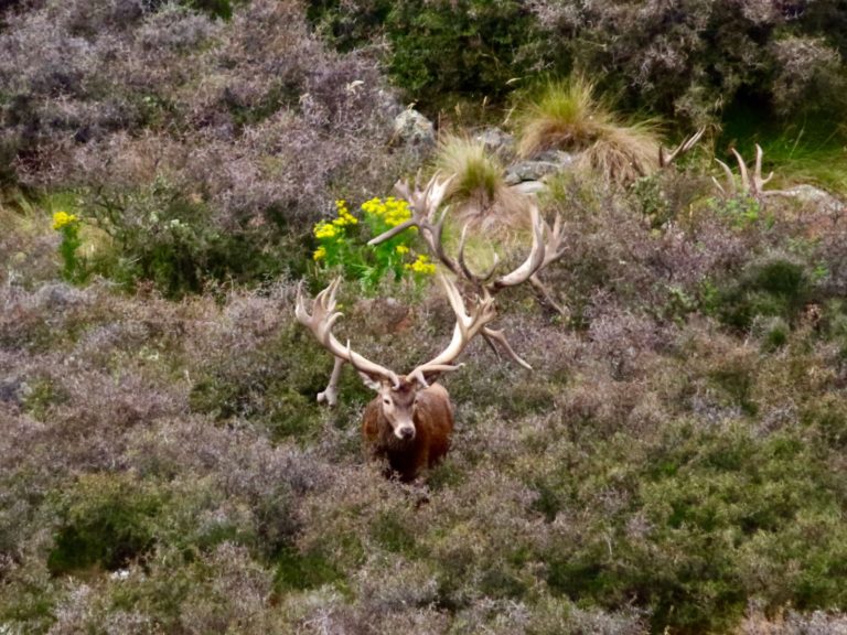 New Zealand red stag hunting trophy, 450 inches
