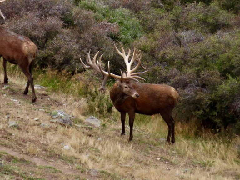 New Zealand red stag hunting trophy, 450 inches