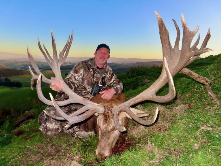 New Zealand red stag hunting trophy, 451 inches