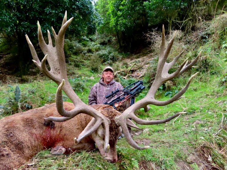 New Zealand red stag hunting trophy, 461 inches