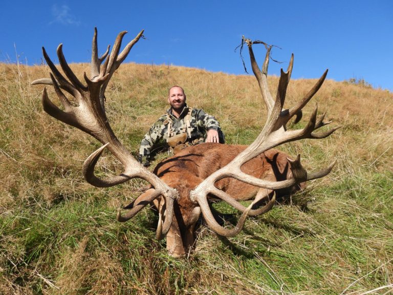 New Zealand red stag hunting trophy, 463 inches
