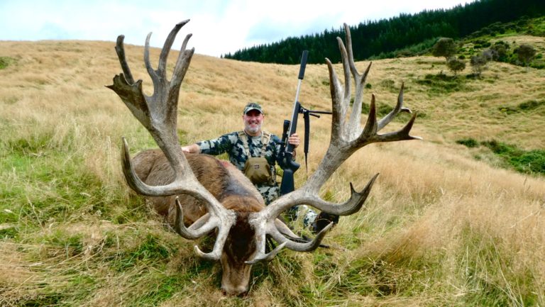 New Zealand red stag hunting trophy, 464 inches