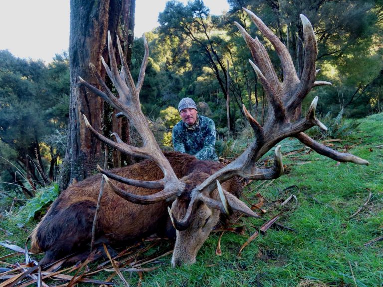 New Zealand red stag hunting trophy, 465 inches