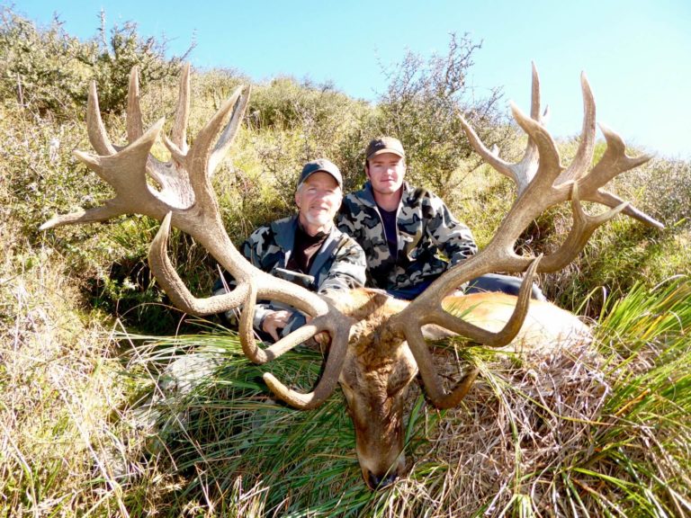 New Zealand red stag hunting trophy, 467 inches