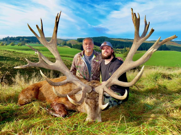 New Zealand red stag hunting trophy, 472 inches