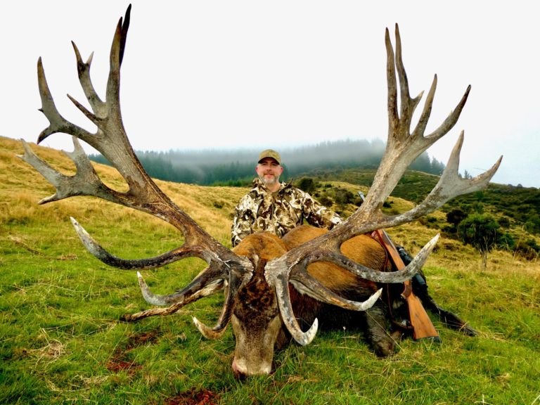 New Zealand red stag hunting trophy, 472 inches