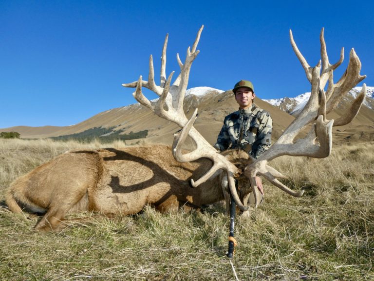 New Zealand red stag hunting trophy, 474 inches